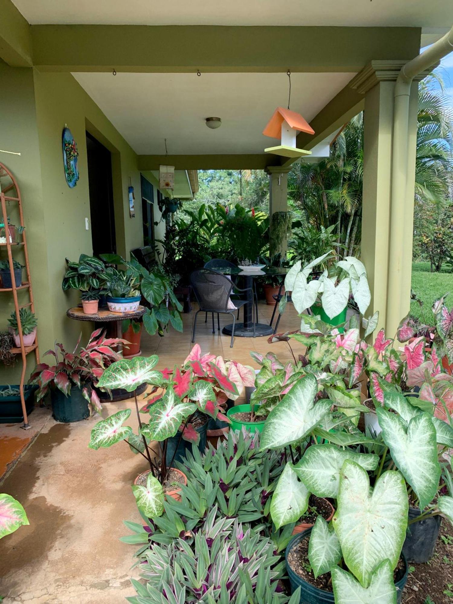 Caladium House In The Weather! *